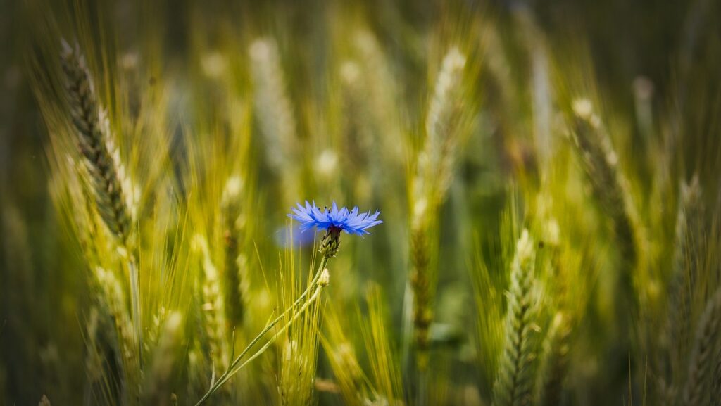 Cornflower in field